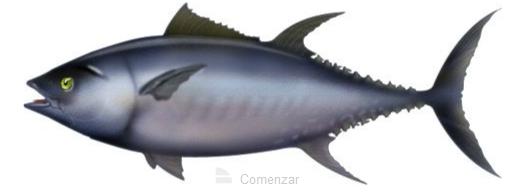 Las partes del atún rojo | Recurso educativo 50598