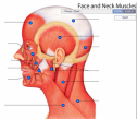 Face and neck muscles | Recurso educativo 59876