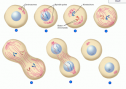 Cell mitosis | Recurso educativo 60367