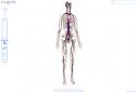 Google Body. El cuerpo humano visto por google | Recurso educativo 10981