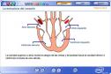 La estructura del corazón | Recurso educativo 1245