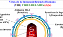 Virus del SIDA | Recurso educativo 13903