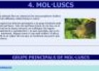 Mol·luscs | Recurso educativo 25326