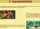 Equinoderms | Recurso educativo 25335