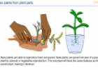 New plants from plants | Recurso educativo 26933