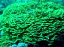 Coral ondulante amarillo (Turbinaria mesenterina) | Recurso educativo 3293