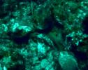 Morena verde (Gymnothorax funebris) | Recurso educativo 3488