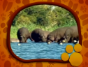 El Maravilloso Mundo de los Animales: Los Hipopotamos | Recurso educativo 70848