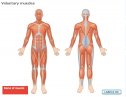 Muscles and movement | Recurso educativo 71496
