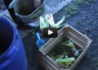 Como hacer compost en 5 minutos | Recurso educativo 80758