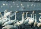 El lago de los cisnes - Tchaikovsky | Recurso educativo 111916