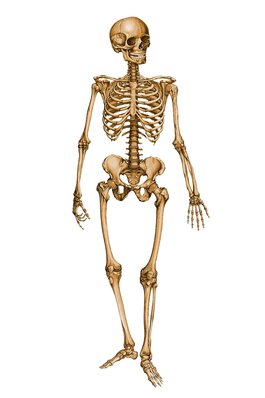 Esqueleto Doctissimo Esqueleto Esqueleto Humano Cuerpo Humano Images