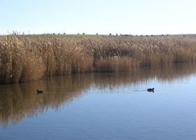 Tablas de Daimiel National Park - Wikipedia, the free encyclopedia | Recurso educativo 725490