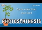 Photosynthesis in plants | Recurso educativo 726033