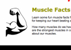 Fun Muscle Facts for Kids - Interesting Information about Human Muscles | Recurso educativo 726962