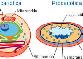 A célula | Recurso educativo 741141