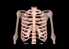 Human skeletal system | Recurso educativo 742293