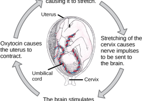 Control of Homeostasis | Recurso educativo 746697