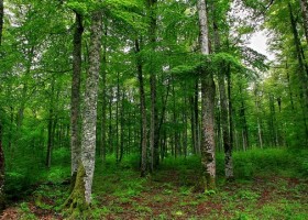 A superficie arborada en España aumentou un 33% en 25 anos | Recurso educativo 753644