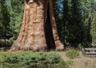 Sequoia gegant | Recurso educativo 768678