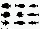 Fish shapes | Recurso educativo 773431