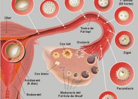 Fecundació i desenvolupament del zigot | Recurso educativo 777375