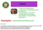 fungi.jpg | Recurso educativo 781283