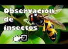 OBSERVACIÓN DE INSECTOS | Recurso educativo 7903001